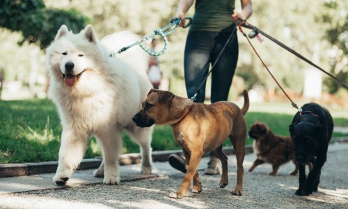 Happy dogs at the park